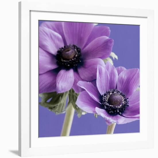 Purple Anemones on Blue-Tom Quartermaine-Framed Giclee Print