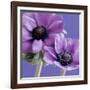 Purple Anemones on Blue-Tom Quartermaine-Framed Giclee Print