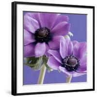 Purple Anemones on Blue-Tom Quartermaine-Framed Giclee Print