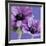 Purple Anemones on Blue-Tom Quartermaine-Framed Giclee Print