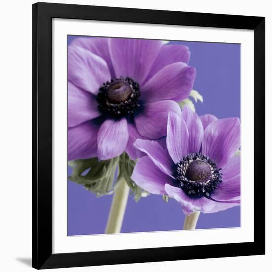 Purple Anemones on Blue-Tom Quartermaine-Framed Giclee Print