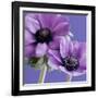 Purple Anemones on Blue-Tom Quartermaine-Framed Giclee Print