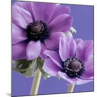 Purple Anemones on Blue-Tom Quartermaine-Mounted Giclee Print