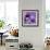 Purple Anemones on Blue-Tom Quartermaine-Framed Giclee Print displayed on a wall