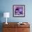 Purple Anemones on Blue-Tom Quartermaine-Framed Giclee Print displayed on a wall