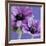 Purple Anemones on Blue-Tom Quartermaine-Framed Giclee Print