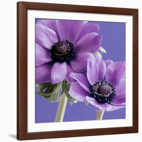 Purple Anemones on Blue-Tom Quartermaine-Framed Giclee Print