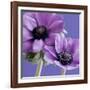 Purple Anemones on Blue-Tom Quartermaine-Framed Giclee Print