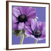 Purple Anemones on Blue-Tom Quartermaine-Framed Giclee Print
