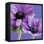 Purple Anemones on Blue-Tom Quartermaine-Framed Stretched Canvas
