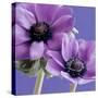 Purple Anemones on Blue-Tom Quartermaine-Stretched Canvas