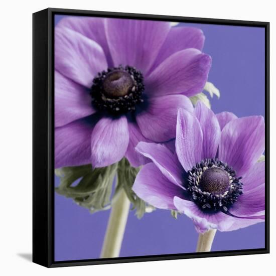 Purple Anemones on Blue-Tom Quartermaine-Framed Stretched Canvas