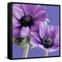 Purple Anemones on Blue-Tom Quartermaine-Framed Stretched Canvas
