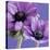 Purple Anemones on Blue-Tom Quartermaine-Stretched Canvas