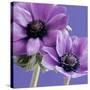 Purple Anemones on Blue-Tom Quartermaine-Stretched Canvas