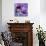 Purple Anemones on Blue-Tom Quartermaine-Giclee Print displayed on a wall