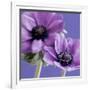 Purple Anemones on Blue-Tom Quartermaine-Framed Giclee Print