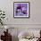 Purple Anemones on Blue-Tom Quartermaine-Framed Giclee Print displayed on a wall