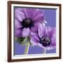 Purple Anemones on Blue-Tom Quartermaine-Framed Giclee Print