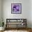 Purple Anemones on Blue-Tom Quartermaine-Framed Giclee Print displayed on a wall