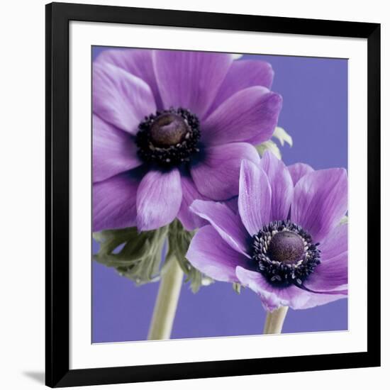 Purple Anemones on Blue-Tom Quartermaine-Framed Giclee Print