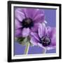 Purple Anemones on Blue-Tom Quartermaine-Framed Giclee Print