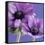 Purple Anemones on Blue-Tom Quartermaine-Framed Stretched Canvas