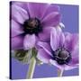 Purple Anemones on Blue-Tom Quartermaine-Stretched Canvas