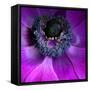 Purple Anemones-Magda Indigo-Framed Stretched Canvas