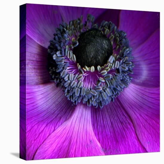 Purple Anemones-Magda Indigo-Stretched Canvas
