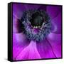 Purple Anemones-Magda Indigo-Framed Stretched Canvas