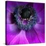 Purple Anemones-Magda Indigo-Stretched Canvas