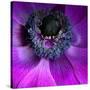 Purple Anemones-Magda Indigo-Stretched Canvas