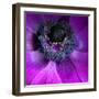 Purple Anemones-Magda Indigo-Framed Photographic Print