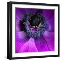 Purple Anemones-Magda Indigo-Framed Photographic Print