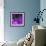 Purple Anemones-Magda Indigo-Framed Photographic Print displayed on a wall