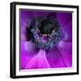 Purple Anemones-Magda Indigo-Framed Photographic Print