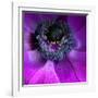 Purple Anemones-Magda Indigo-Framed Photographic Print