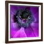 Purple Anemones-Magda Indigo-Framed Photographic Print