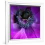 Purple Anemones-Magda Indigo-Framed Photographic Print