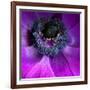Purple Anemones-Magda Indigo-Framed Photographic Print