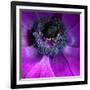 Purple Anemones-Magda Indigo-Framed Photographic Print