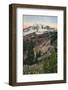 'Purple Asters, in Mount Rainier National Park', c1916-Asahel Curtis-Framed Photographic Print