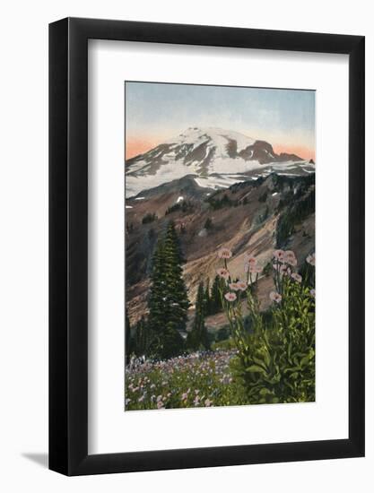 'Purple Asters, in Mount Rainier National Park', c1916-Asahel Curtis-Framed Photographic Print