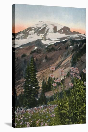 'Purple Asters, in Mount Rainier National Park', c1916-Asahel Curtis-Stretched Canvas
