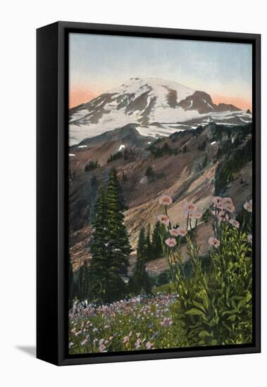 'Purple Asters, in Mount Rainier National Park', c1916-Asahel Curtis-Framed Stretched Canvas