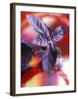 Purple Basil Plant (Ocimum Basilicum Purpurascens)-null-Framed Photographic Print