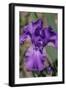 Purple bearded iris-Jim Engelbrecht-Framed Photographic Print