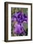 Purple bearded iris-Jim Engelbrecht-Framed Photographic Print