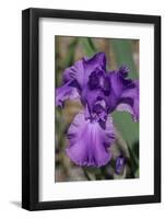 Purple bearded iris-Jim Engelbrecht-Framed Photographic Print